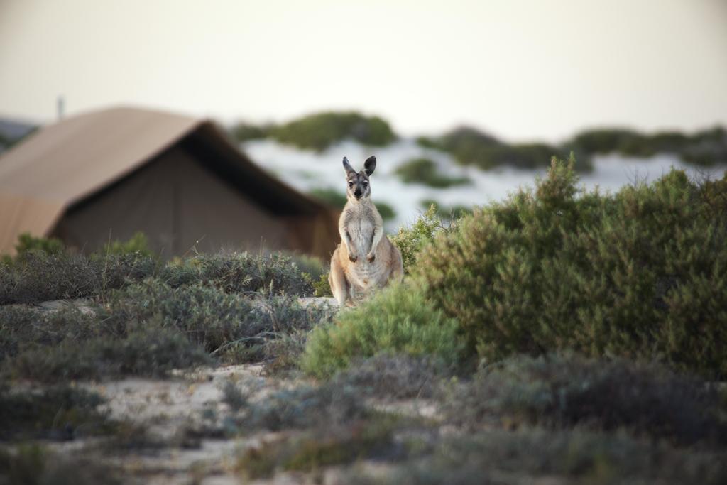 Hotel Sal Salis Ningaloo Reef Exmouth Exteriér fotografie